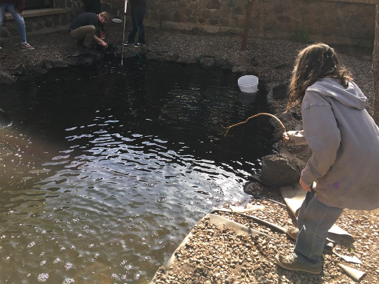 students use nets and sticks to get leaves out of the pond