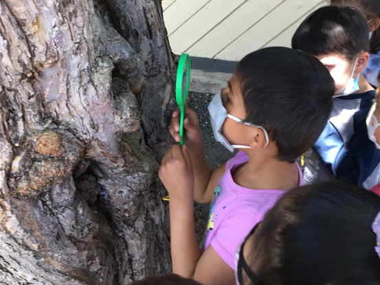 preschool students use magnifying glasses to look for bugs